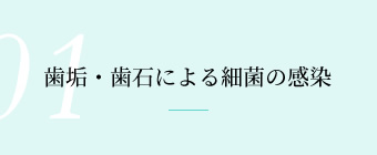 歯垢・歯石による細菌の感染